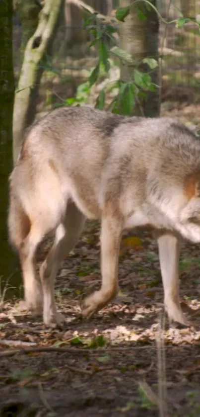 A majestic wolf stands in a lush, green forest setting.