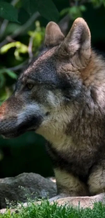 Majestic wolf resting in a lush forest backdrop.