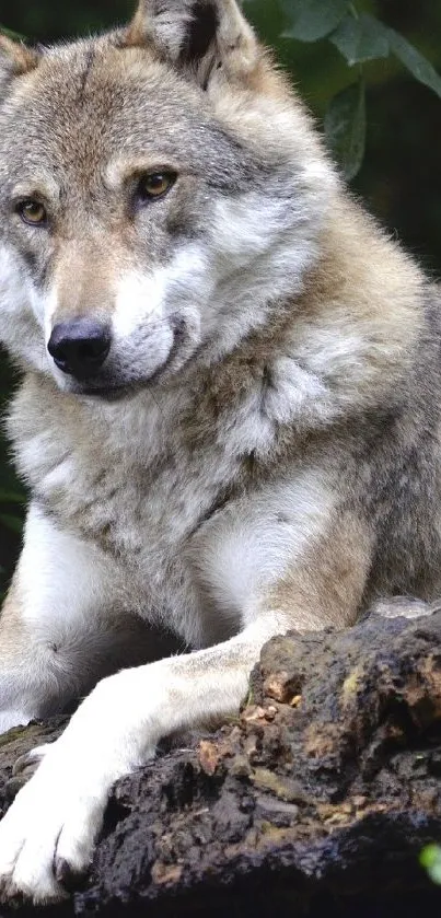 Majestic wolf resting on a log in a lush green forest.