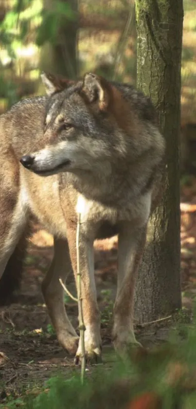 Majestic wolf standing in a lush green forest.