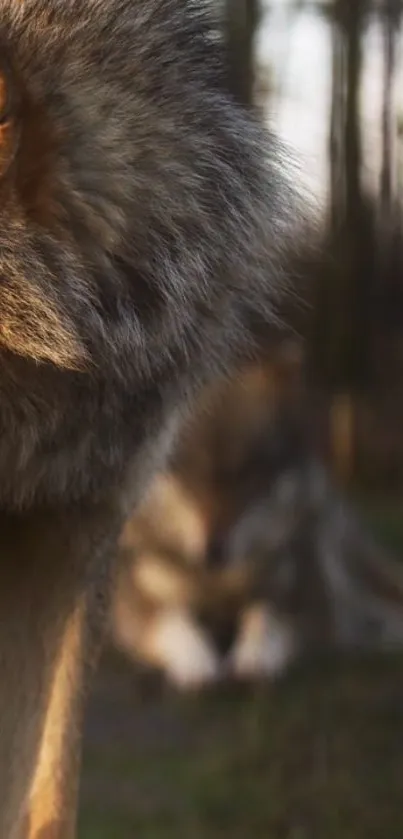 Majestic wolf in forest setting, showcasing natural beauty.