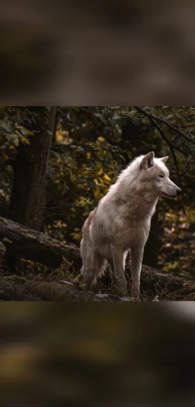 Majestic white wolf standing in a lush, wooded forest setting.