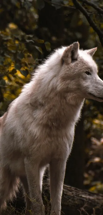 Majestic wolf standing in a tranquil forest.