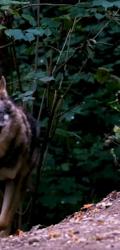 Majestic wolf walking through lush forest.