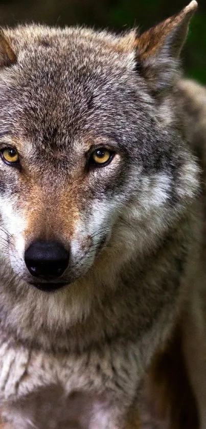 Majestic wolf in forest setting, perfect for nature lovers.