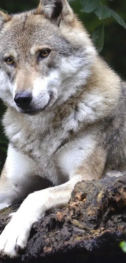 Majestic wolf resting on a rock in the forest.