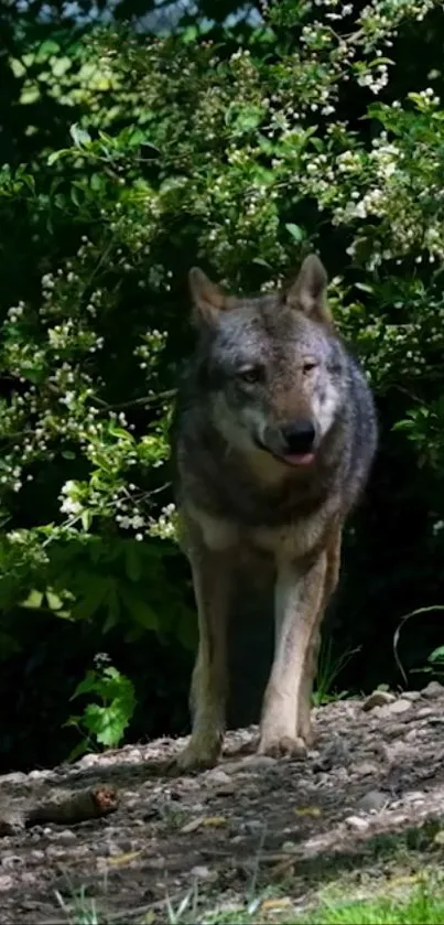 Majestic wolf walking in lush green forest setting.