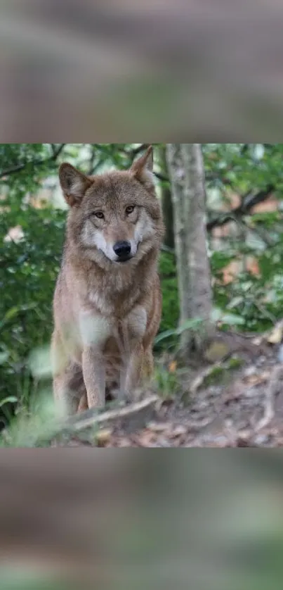 A lone wolf stands in a lush, green forest setting.