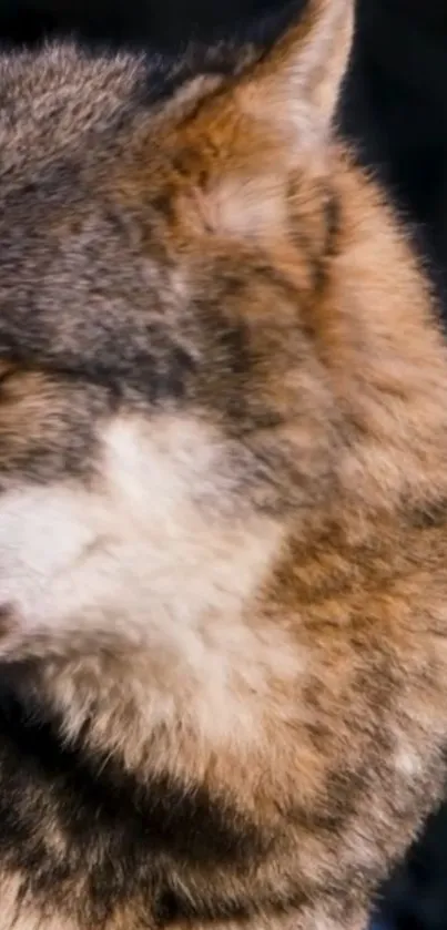 Close-up of a wolf in a serene forest setting, with warm brown hues.