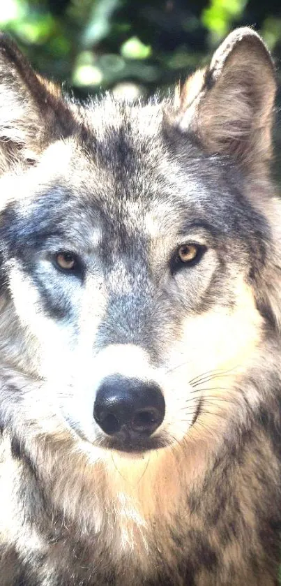 Majestic gray wolf in a sunlit forest backdrop.