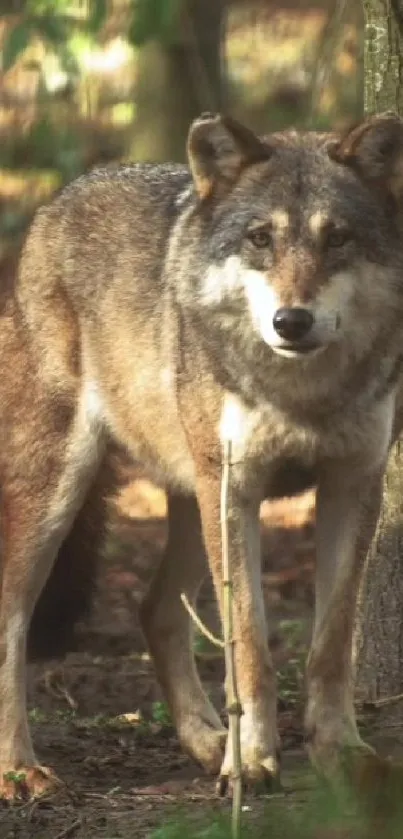 Majestic lone wolf standing in a forest scene.