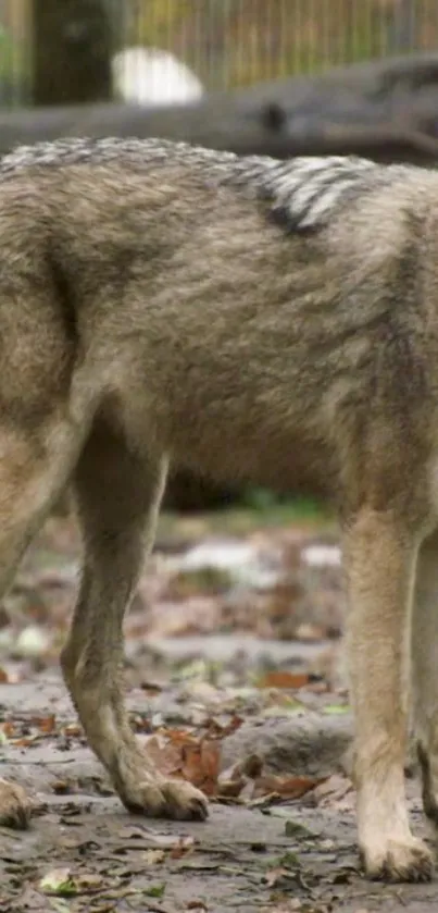 Wolf standing in a forest setting with blurred greenery background.