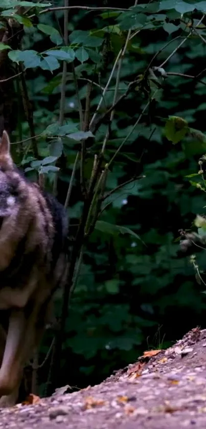 Majestic wolf navigating a dense forest trail.