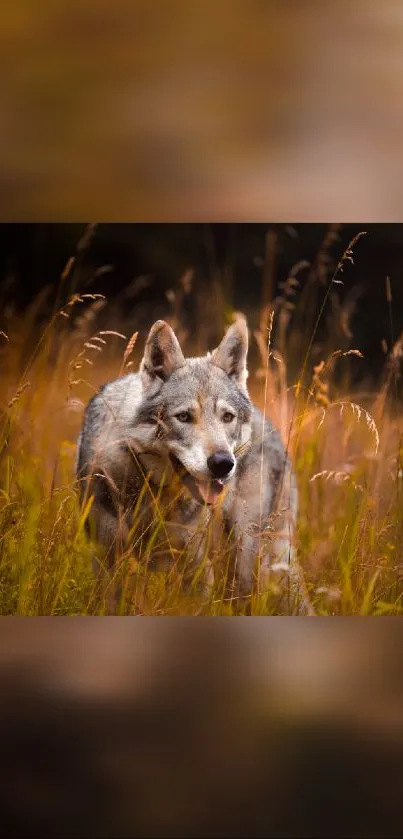 A majestic wolf standing in a golden field, surrounded by autumn grasses.