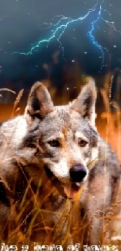 Wolf in meadow under lightning storm with dramatic sky.