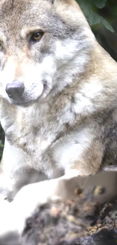 Majestic wolf resting in a lush forest, perfect for nature enthusiasts.