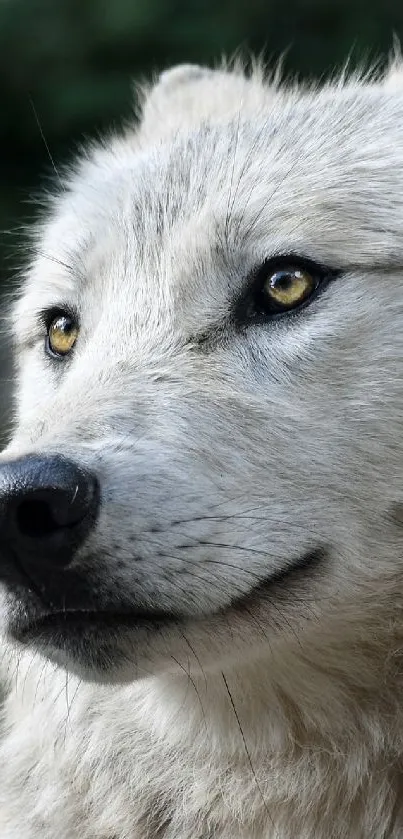 Majestic wolf in a natural setting, captivating and graceful.