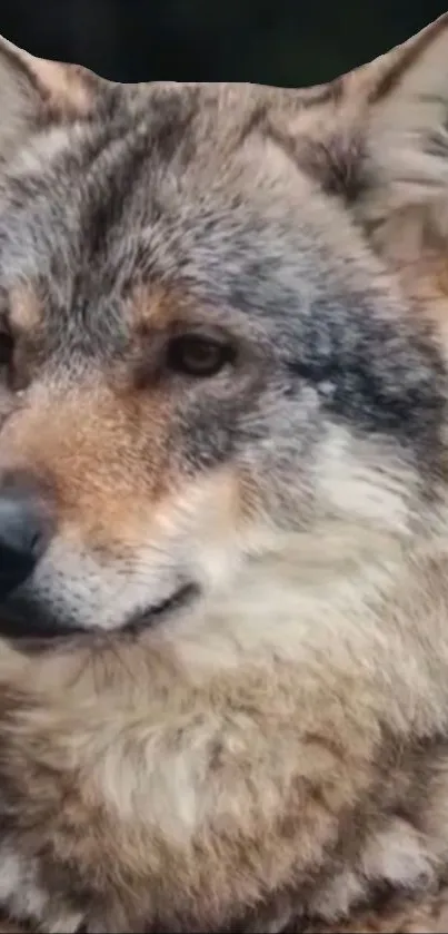 Majestic wolf in forest background.