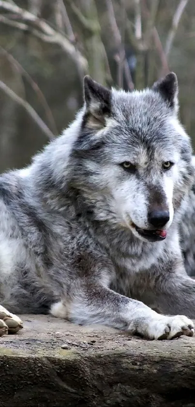 Majestic wolf resting in a forest setting, showcasing natural beauty.