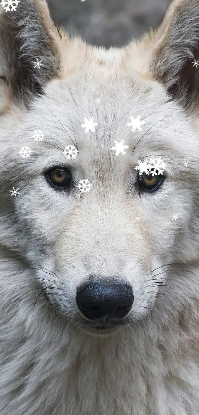 Majestic wolf standing in a natural rocky landscape.