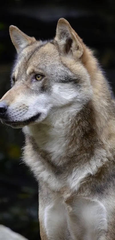 Majestic wolf in natural forest setting, showcasing its wild grace.