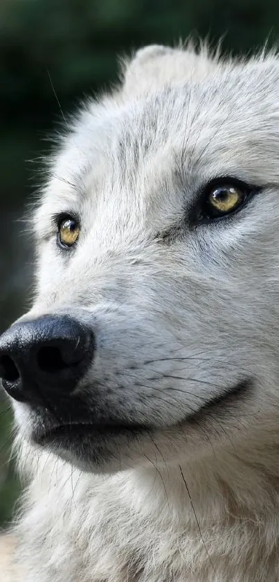 Majestic gray wolf in natural habitat with a serene expression on its face.