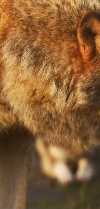 Close-up of a majestic brown wolf in nature.