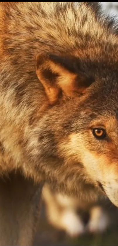 Majestic wolf in natural setting, close up.