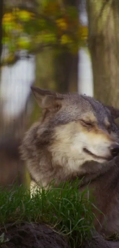 Majestic wolf resting in a tranquil forest setting, surrounded by lush greenery.