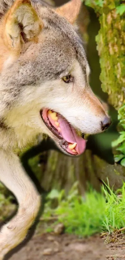 Majestic wolf walking through a lush green forest.