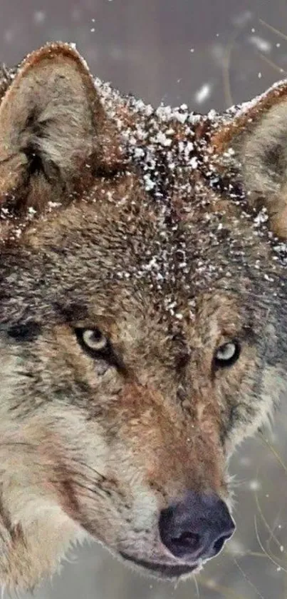 Majestic wolf in snow-covered forest backdrop.