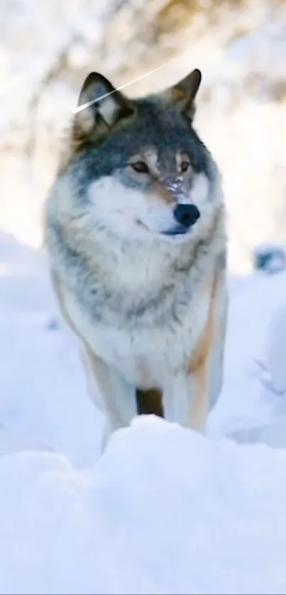 Majestic wolf standing in snowy landscape mobile wallpaper.