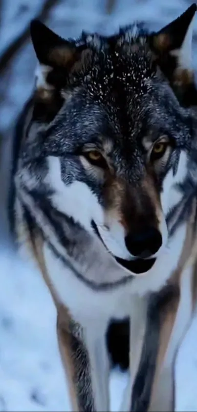 A majestic wolf in a snowy forest landscape.
