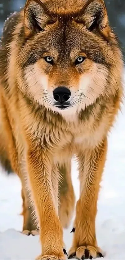 Majestic wolf walking through snowy landscape.