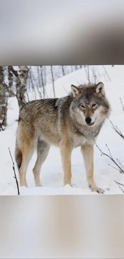 Majestic wolf standing in snowy landscape during winter.