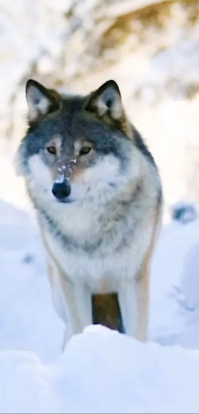 Majestic wolf standing in snowy landscape, winter scene.