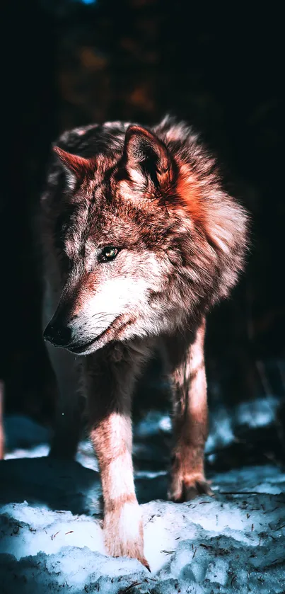 Majestic wolf standing in snowy forest, mobile wallpaper.