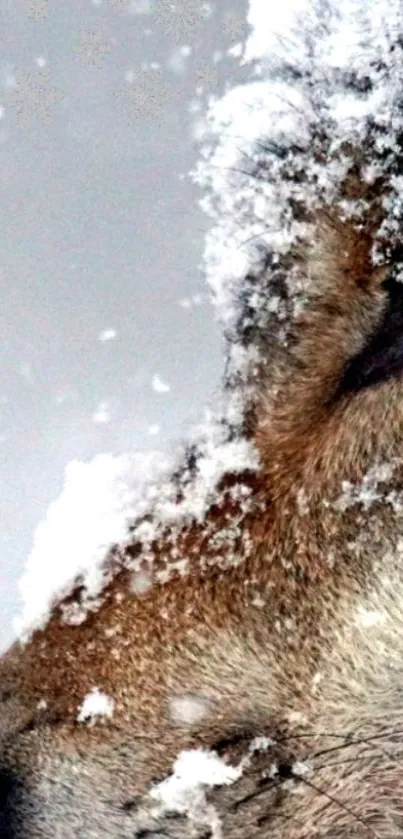 Close-up of a wolf's eye surrounded by snow.