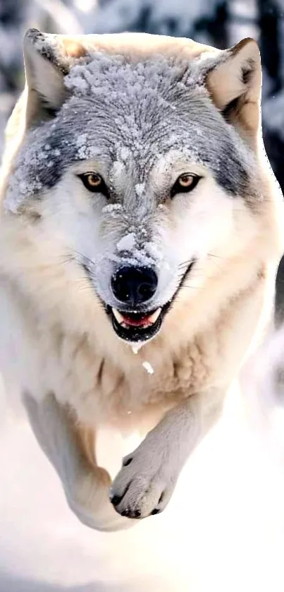 Majestic wolf running through snowy landscape.