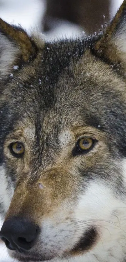Majestic wolf in snowy forest setting, close-up photo.