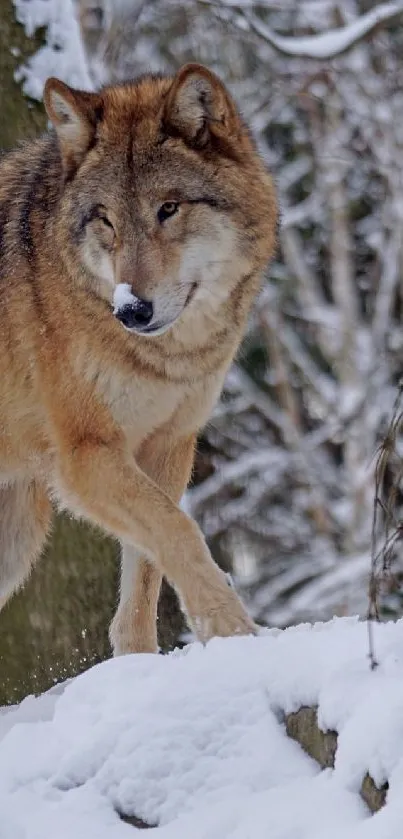 Majestic wolf walking through snowy forest.