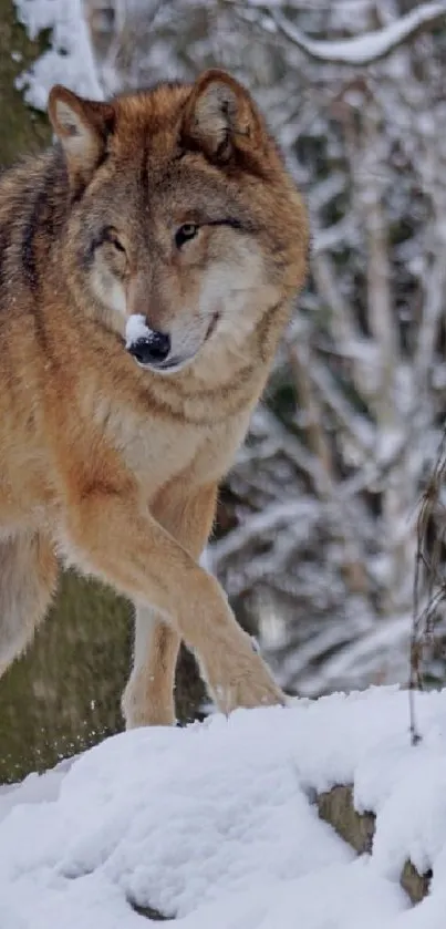 Majestic wolf walking through a snowy forest landscape.