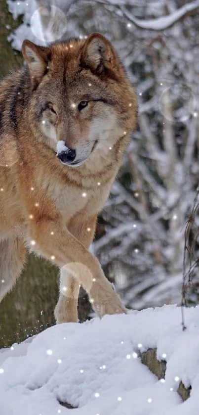 Majestic wolf walking through a snowy forest scene.