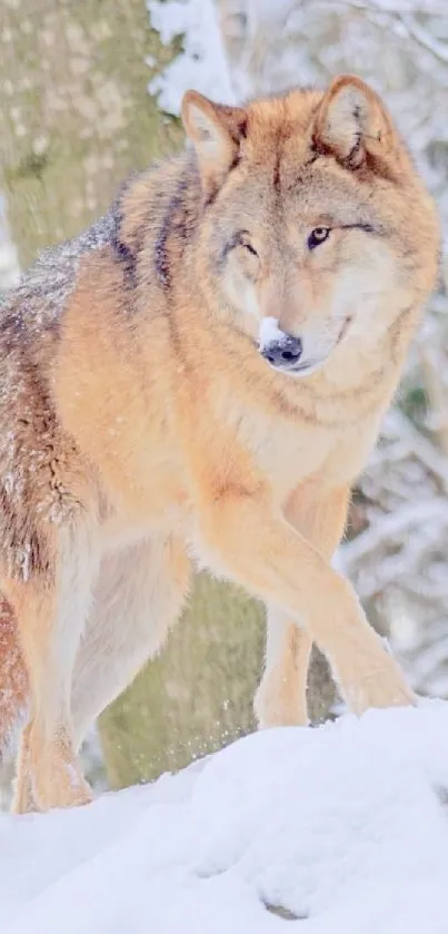 Majestic wolf walking in snowy winter forest scene.