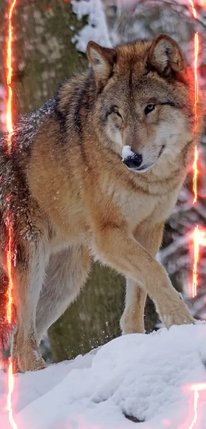 Majestic wolf walking in snowy forest scene.