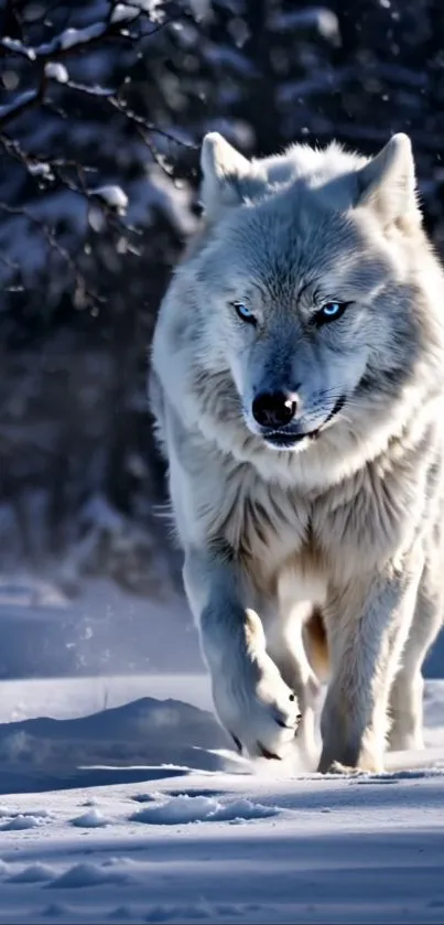 Majestic wolf walking through a snowy forest.