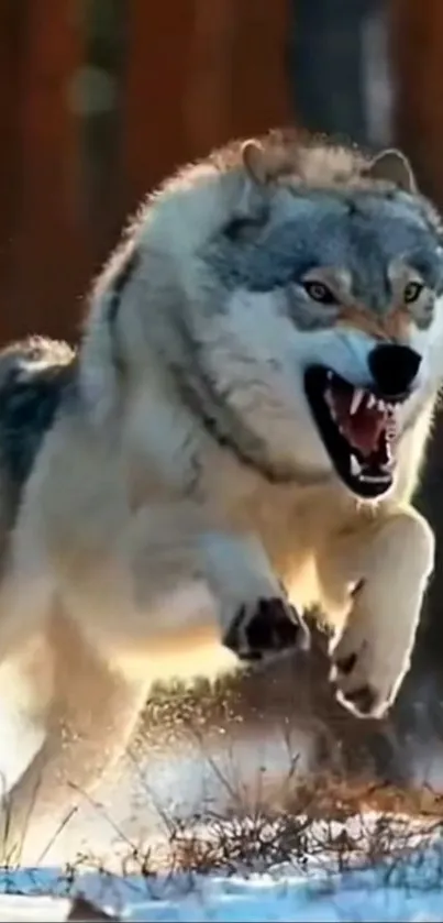 A fierce wolf running through a snowy forest.