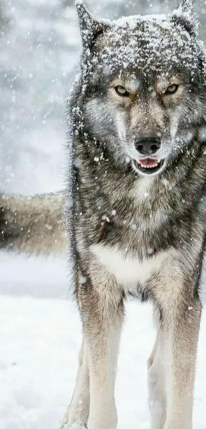 Majestic wolf in snowy forest landscape wallpaper.