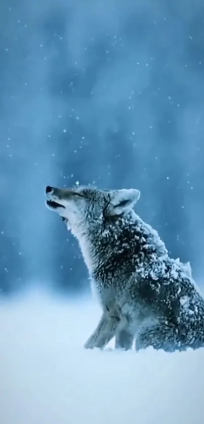 Wolf in snowy landscape, evoking wild serenity.