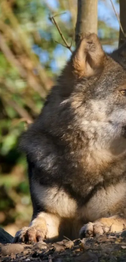 Wolf resting in natural sunlight, surrounded by forest.